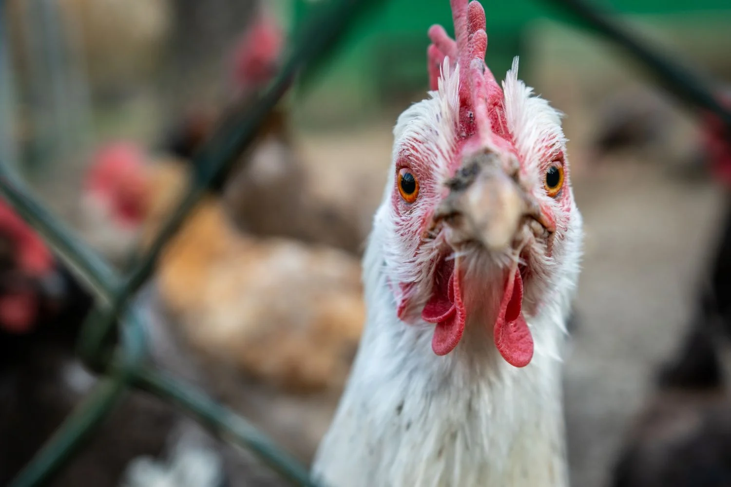 Chicken