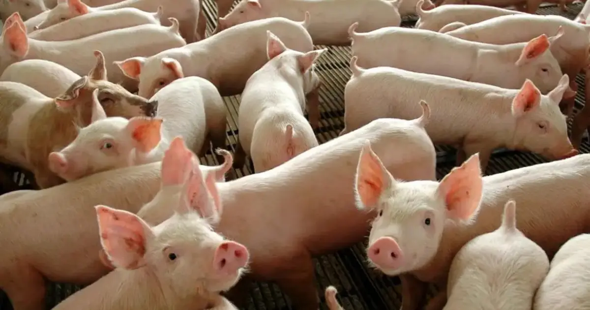 Pork