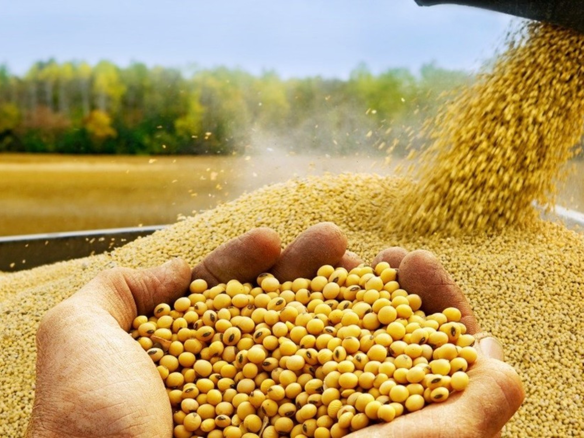 Soybeans